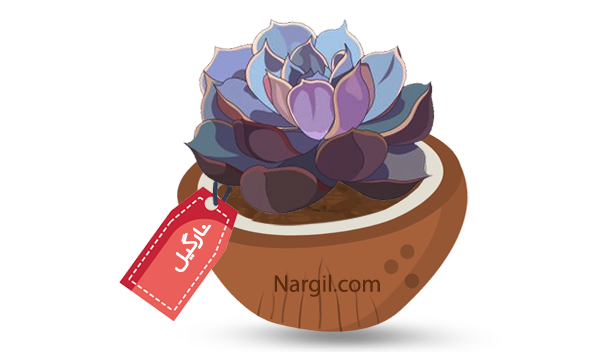 Nargil_Echeveria Gibbiflora